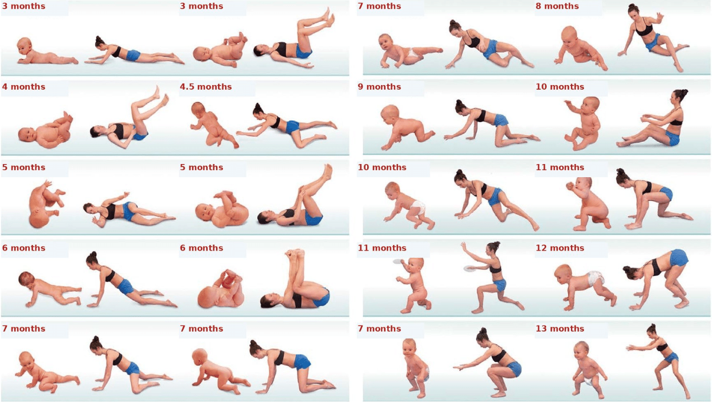 Dynamic Neuromuscular Stabilization developmental positions chart showing infant motor patterns from 3 to 11 months