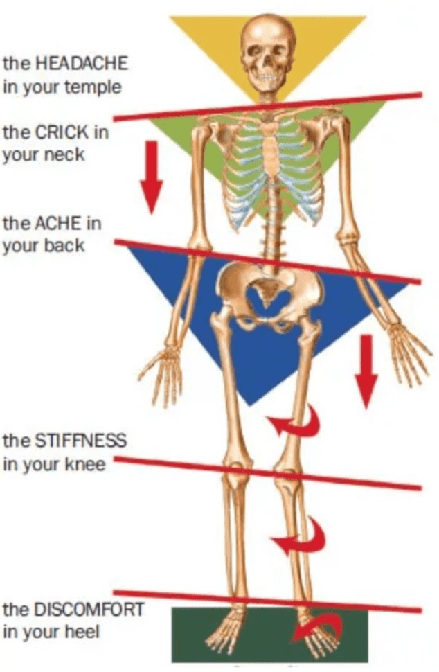 Anatomy in Motion skeletal movement analysis showing joint mechanics during gait cycle